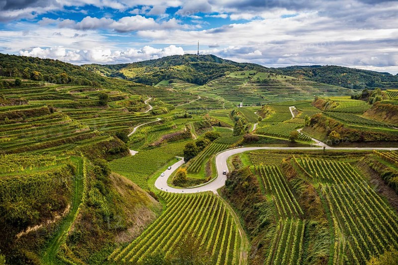 Autumnal vineyards near Oberbergen