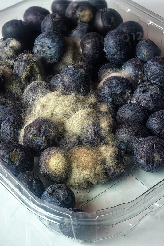 Gray mold (Botrytis cinerea) on blueberries (Vaccinium)