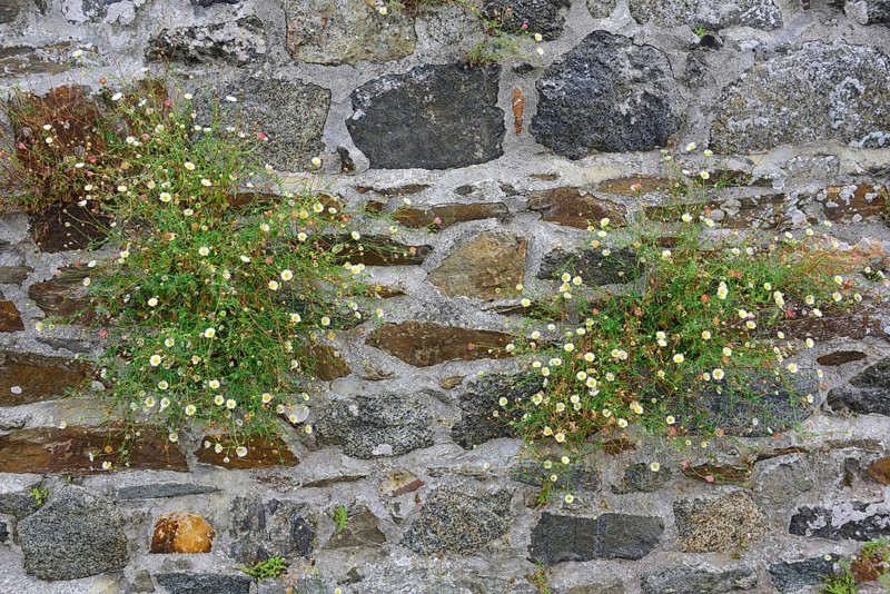 Spanish Daisy (Erigeron karvinskianus)
