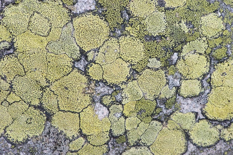 Map Lichen (Rhizocarpon geographicum) on rock