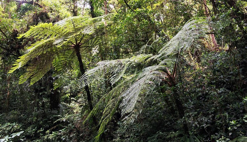 Cloud forest