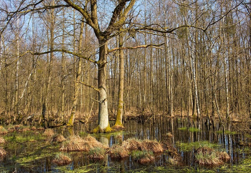 Alluvial forest with English Oak trees (Quercus robur) in spring