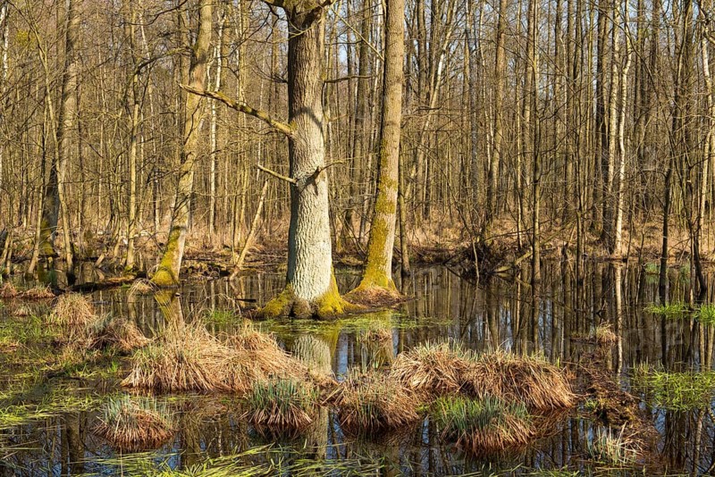 Alluvial forest with English Oak trees (Quercus robur) in spring