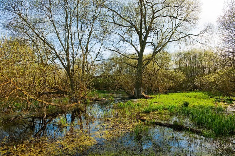 Softwood floodplain with willow (Salix sp.) trees in spring