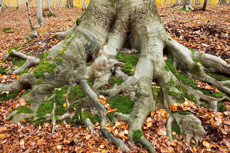 Common beech (Fagus sylvatica)