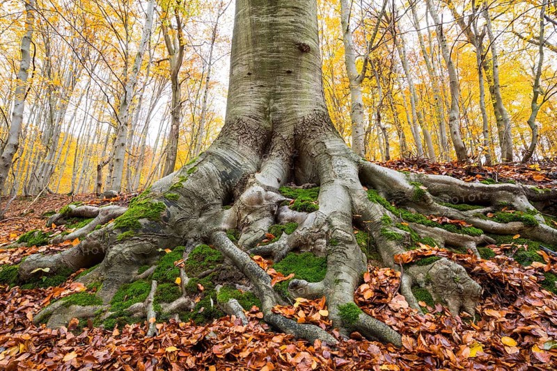 Common beech (Fagus sylvatica)