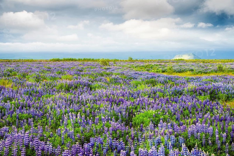 Field with lupines (Lupinus nootkatensis)