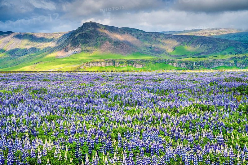 Landscape with lupin (Lupinus nootkatensis) field