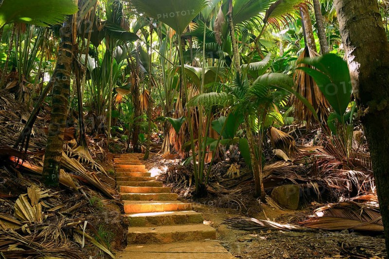 Path with thick vegetation in the Vallee de Mai National Park