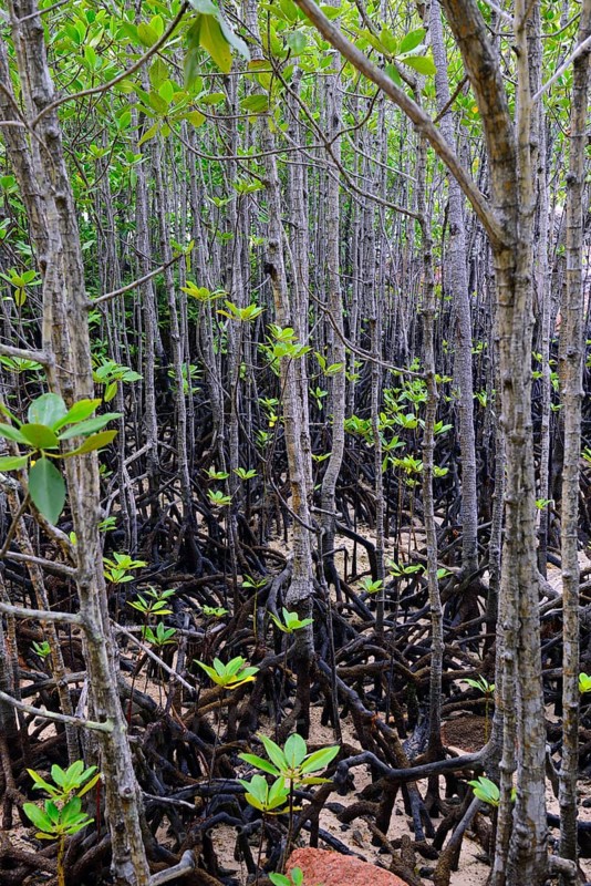 Mangroves (Avicennia marina) at low tide