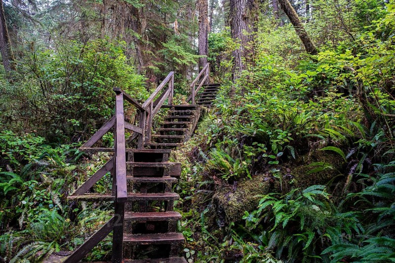 Stairs on Rainforest Trail