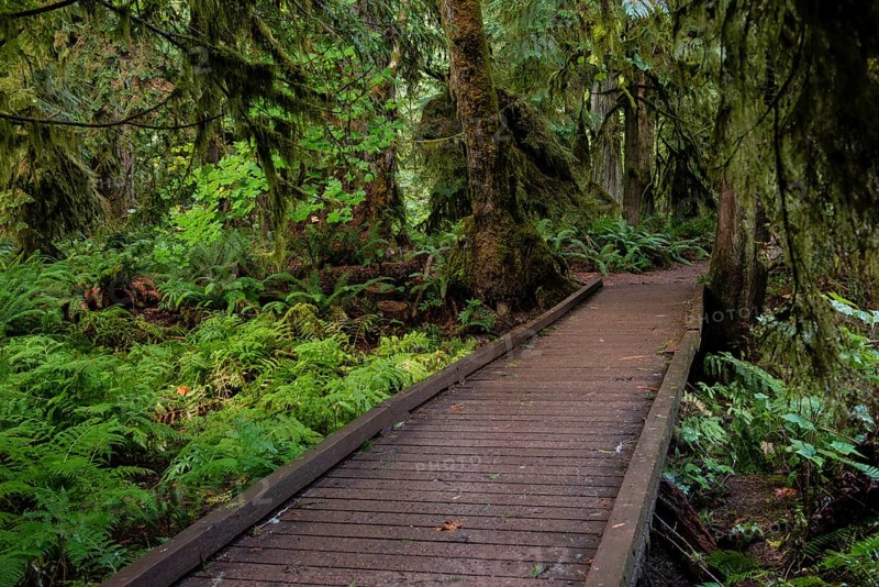 Cathedral Grove