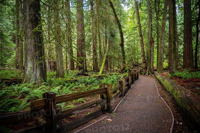 Cathedral Grove