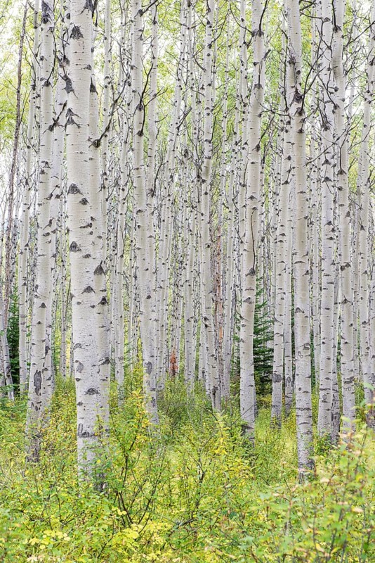 Aspen (Populus tremula)