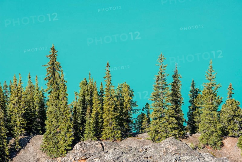 Trees on the shore of the turquoise glacial lake Peyto Lake
