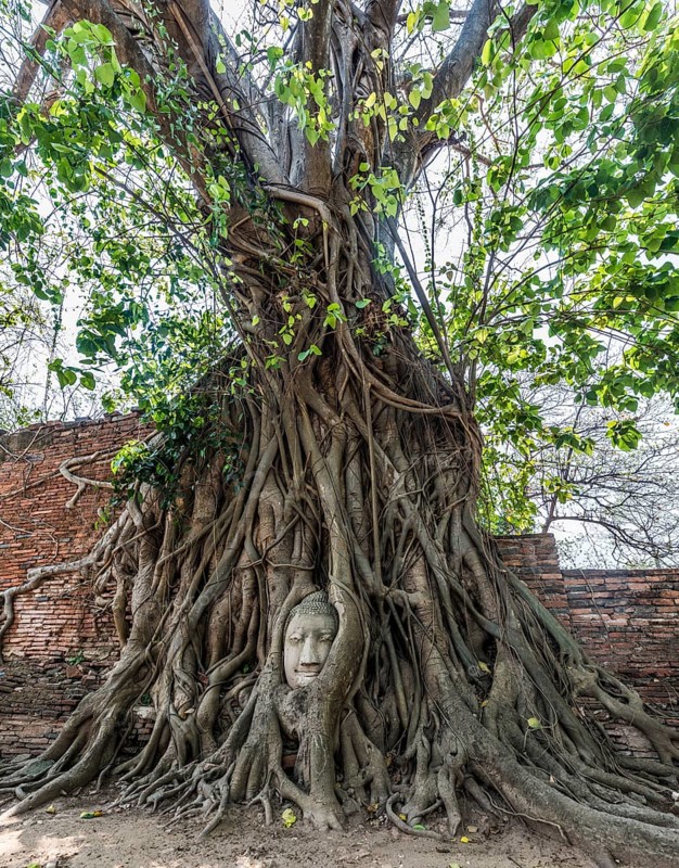 Buddha statue head ingrown in strangler fig roots (Ficus religiosa)
