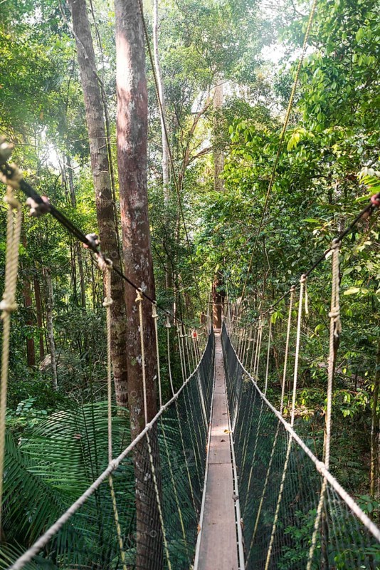 Suspension bridge in jungle