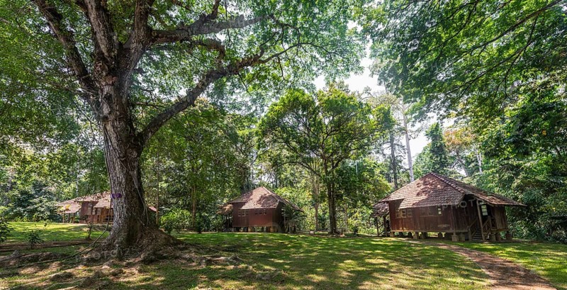 Wooden huts in the jungle
