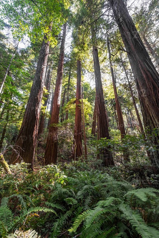Coast redwoods (Sequoia sempervirens)