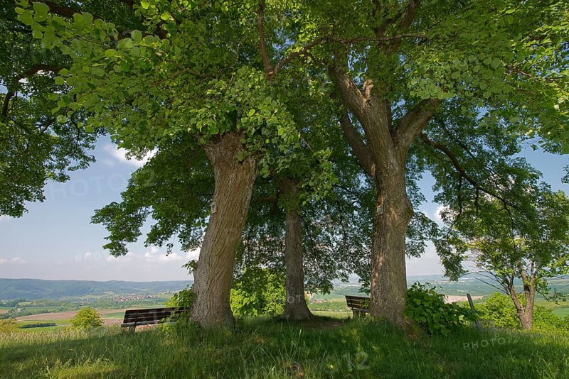 Lookout point underneath three linden trees