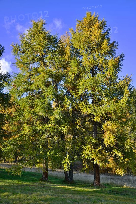 European larch (Larix decidua)