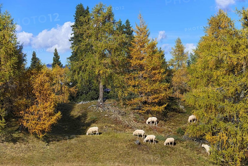 House sheep in the pasture