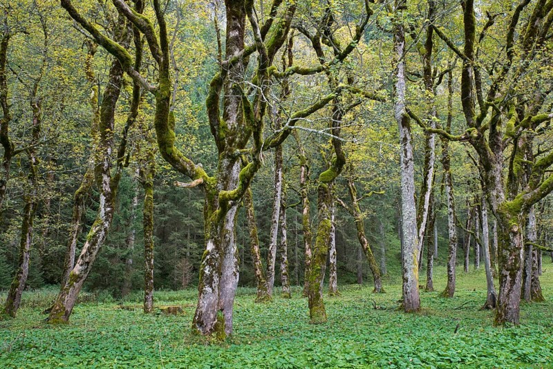 Mossy tree trunks
