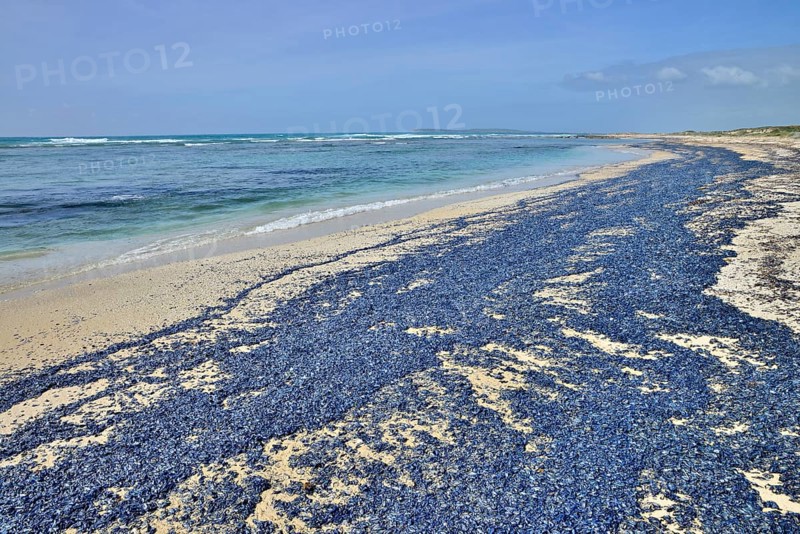 Sea rafts (Velella velella)