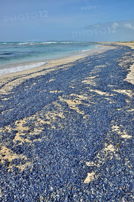 Sea rafts (Velella velella)