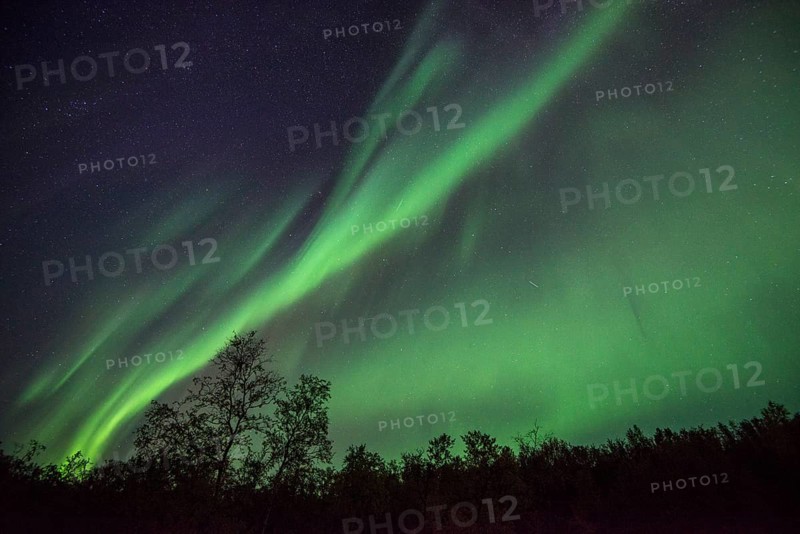 Northern Lights or Aurora Borealis over trees