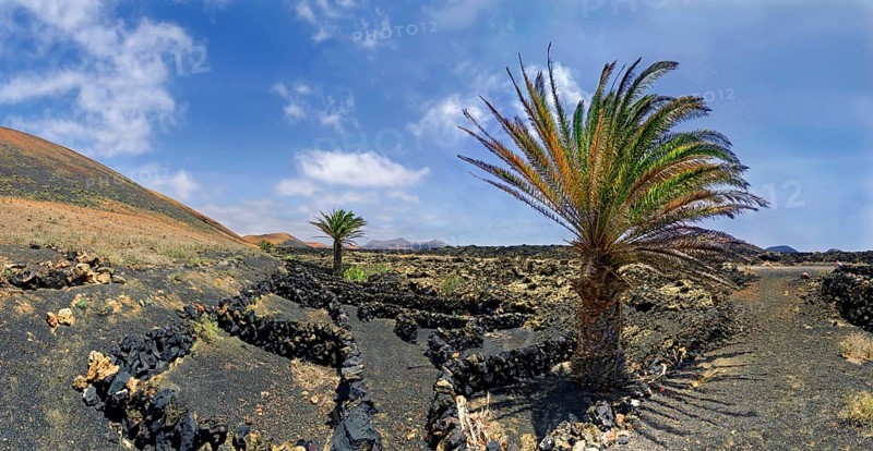 Canary Island date palm (Phoenix canariensis)