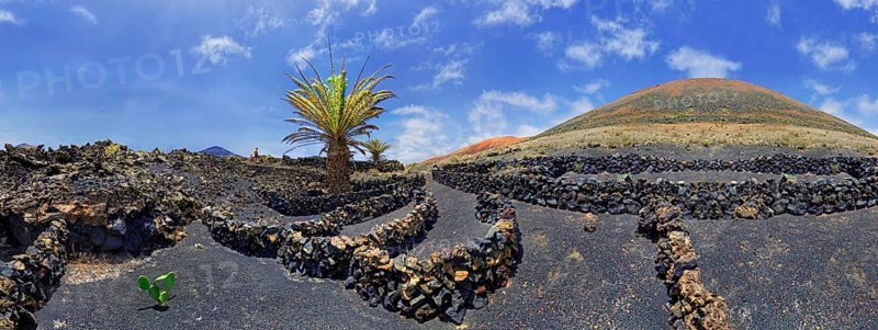 Canary Island date palm (Phoenix canariensis)