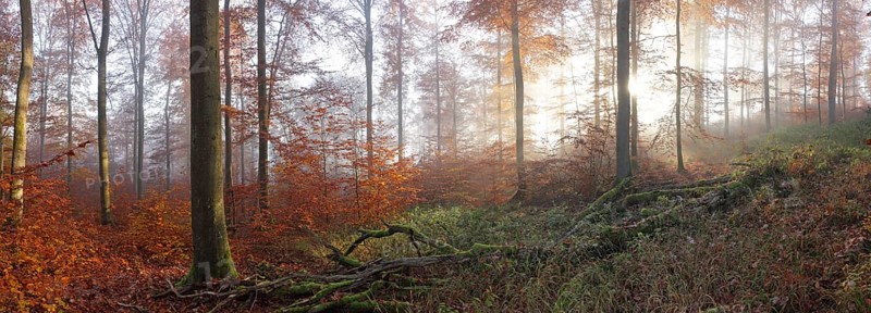 Beech forest in autumn