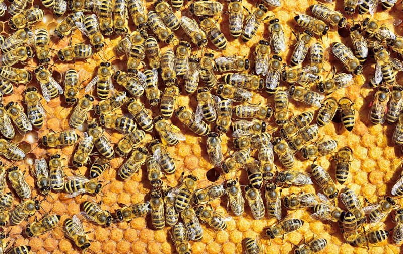 European Honey Bees (Apis mellifera var. carnica) on honeycomb with capped brood cells