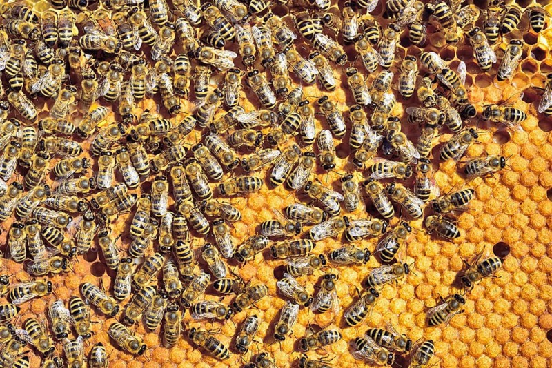 European Honey Bees (Apis mellifera var. carnica) on honeycomb with capped brood cells