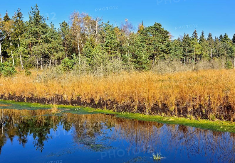 Silted moor pond with peat moss (Sphagum sp.) and Blue Pfeiffengras (Molinia caerulea)