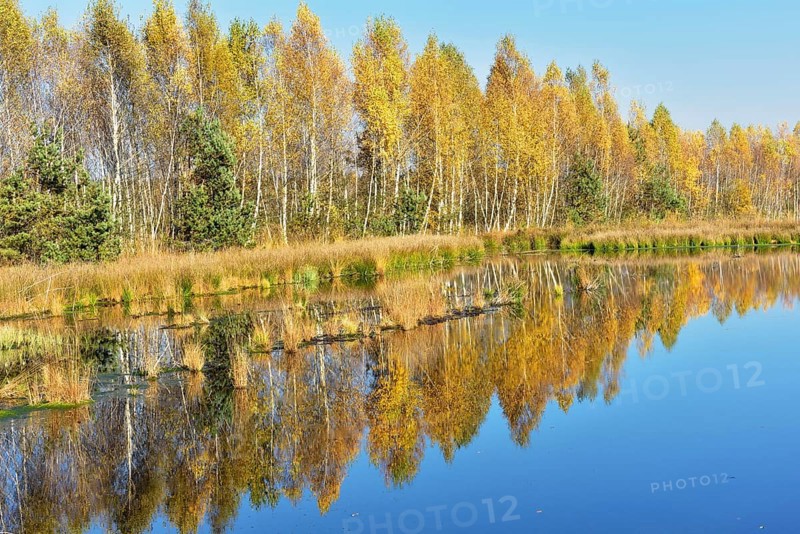Moorland pond with birches (Betula pubescens) in autumn