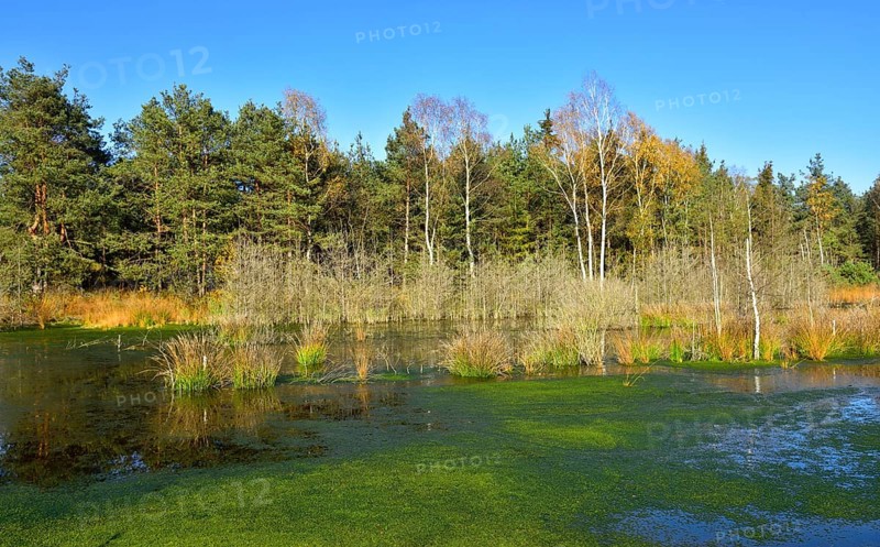 Silted moor pond with peat moss (Sphagum sp.) and bulrushes (Schoenoplectus lacustris) in Nicklheim