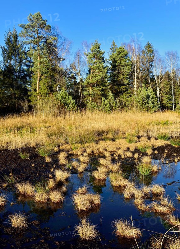 Silted moor pond with peat moss (Sphagum sp.) and Blue Pfeiffengras (Molinia caerulea)