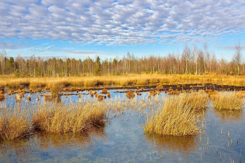 Waterlogged peat mining site