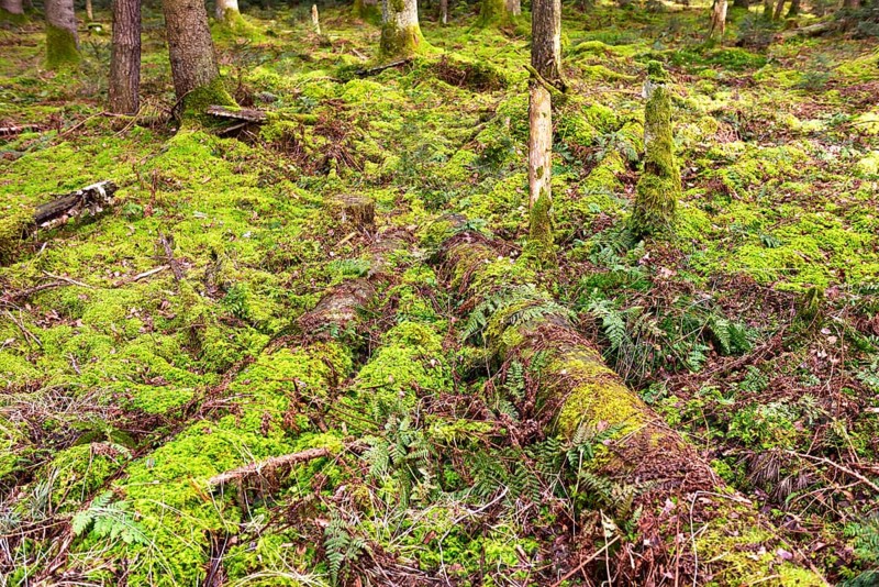 Rotten logs on the forest floor