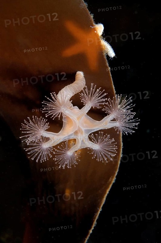 Stalked jellyfish (Lucernaria quadricornis)