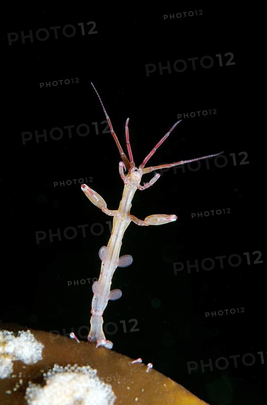 Skeleton shrimp or ghost shrimp (Caprella linearis)