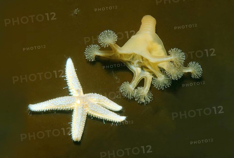 Stalked jellyfish (Lucernaria quadricornis)