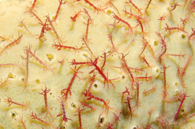 Skeleton shrimp or ghost shrimp (Caprella linearis)