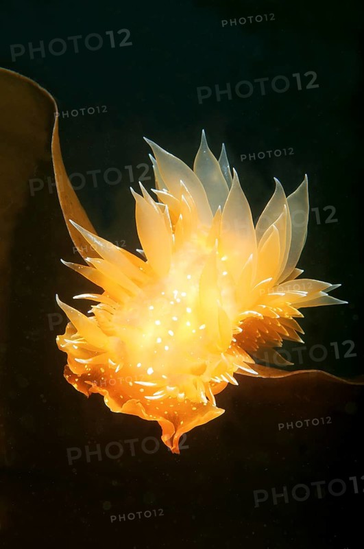 Nudibranch or Sea Slug (Dirona pellucida)