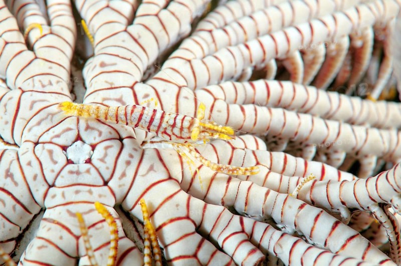 Ambon Crinoid Shrimp (Periclimenes amboinensis)