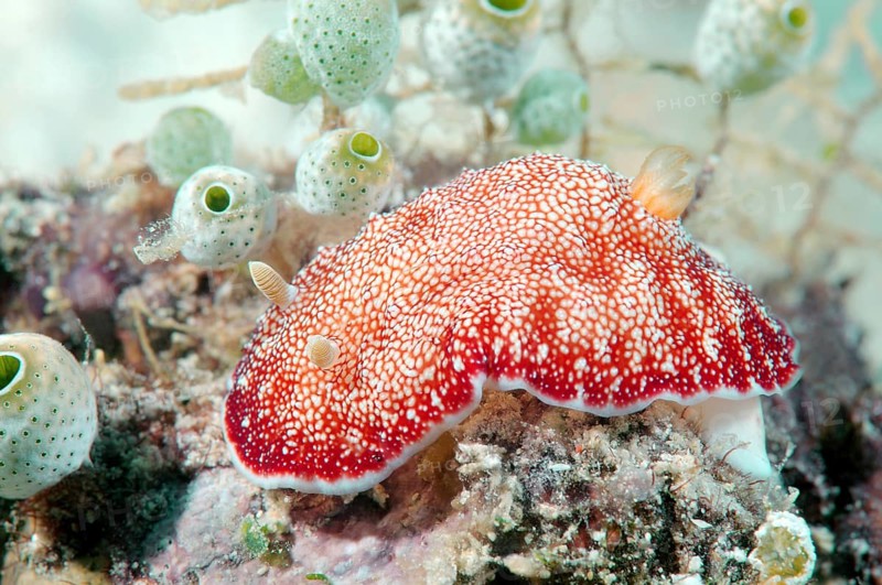 Red-netted Goniobranchus