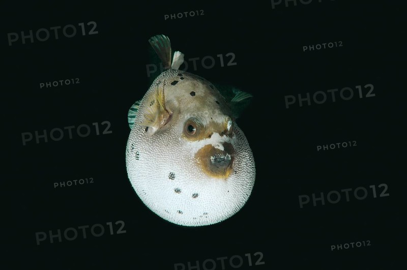 Blackspotted puffer or dog-faced puffer (Arothron nigropunctatus)