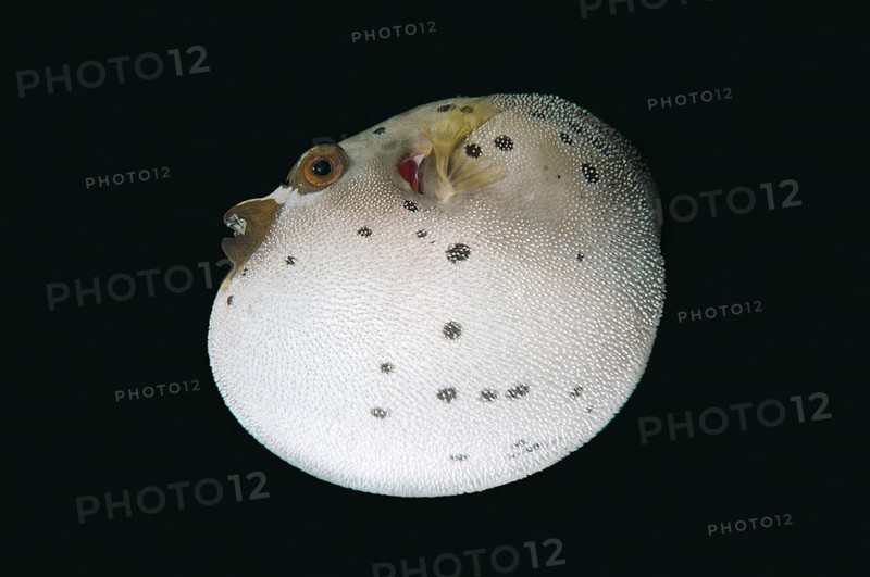 Blackspotted Puffer or Dog-faced Puffer (Arothron nigropunctatus)